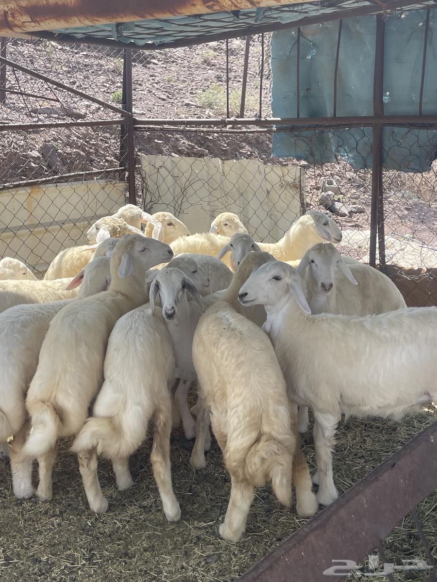 رخال ( تم البيع )64598819336322112