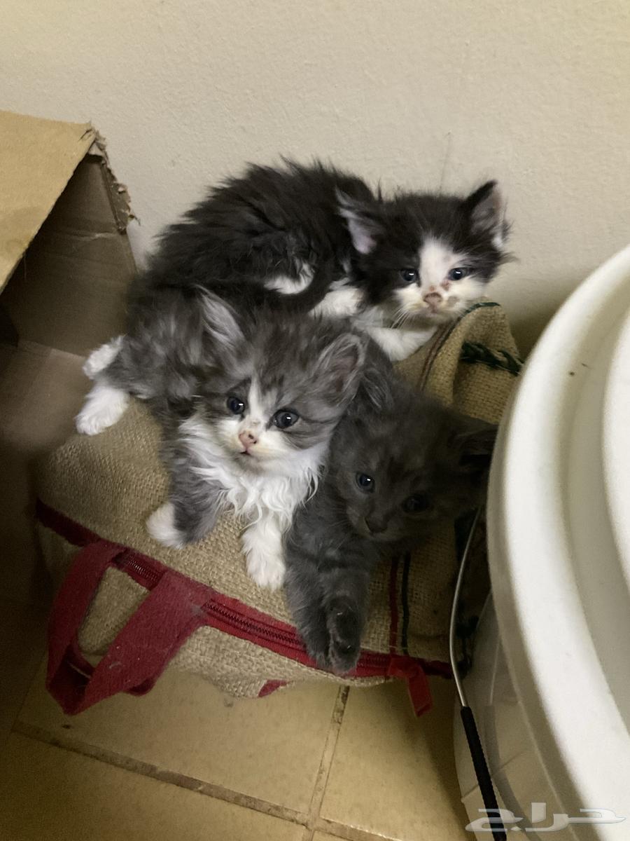 قطط صغيرة للتبني و تحتاج علاج64597923935489113