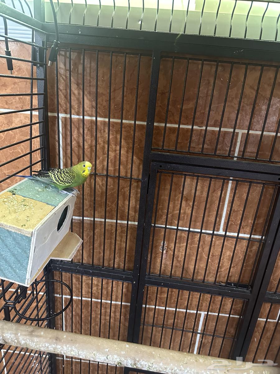 طيور الحب   قفص64598560861826112