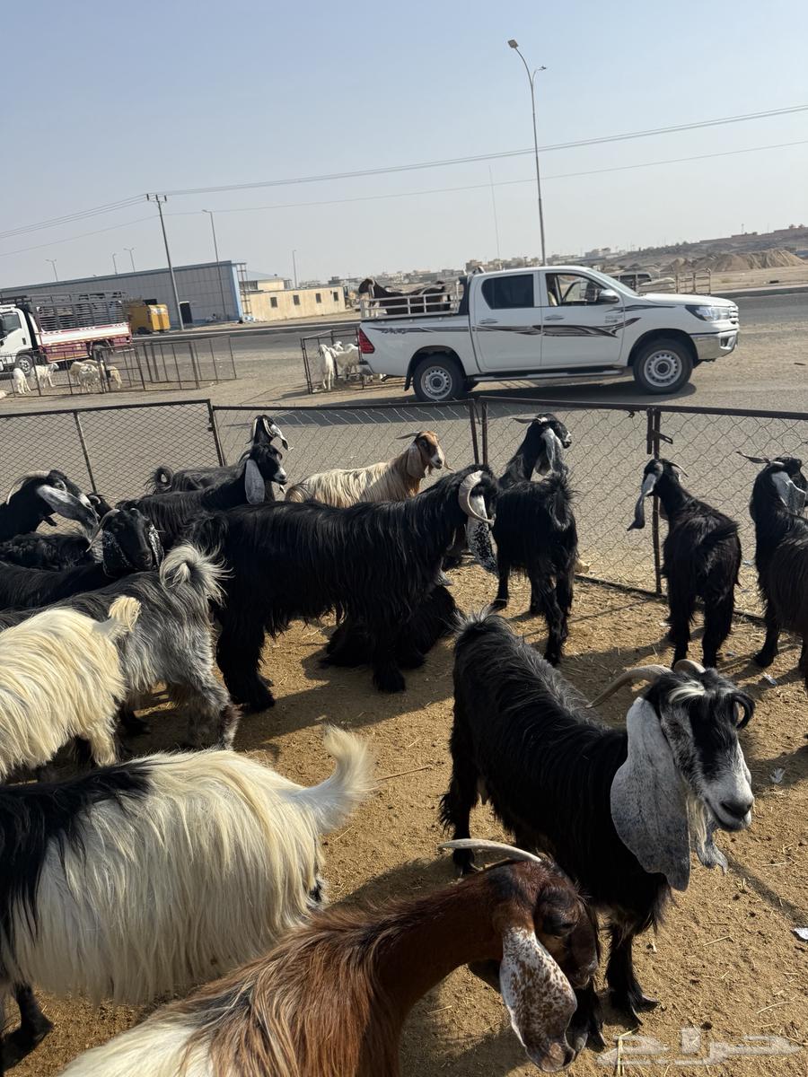 Goats, defects, and wild birds64598339510274114