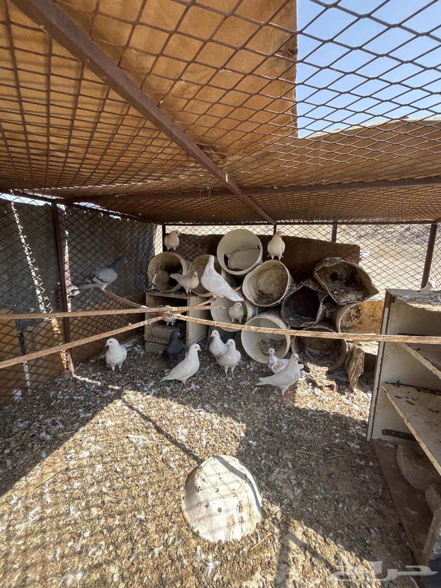 حمام فرنسي جامبو64598560876929113