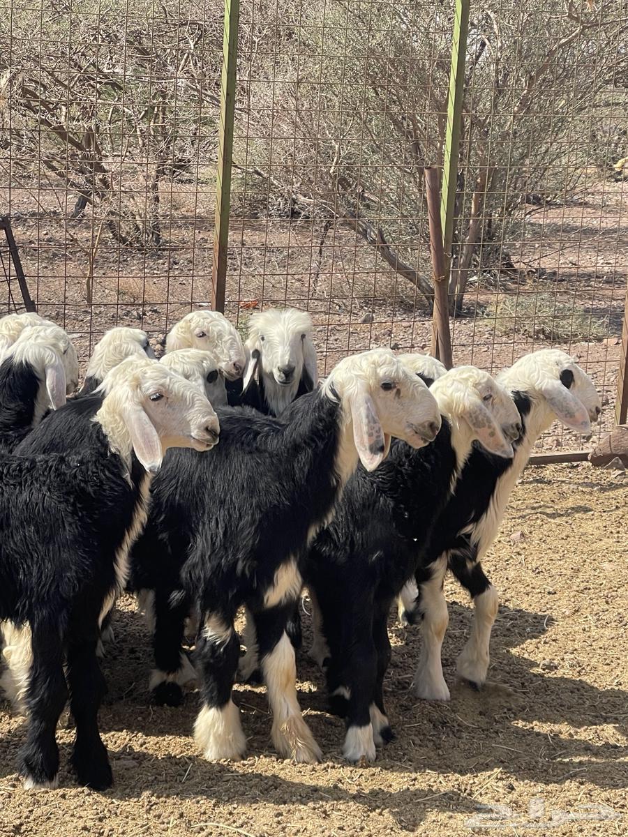 طليان نجد ( تم البيع )64598831732354111