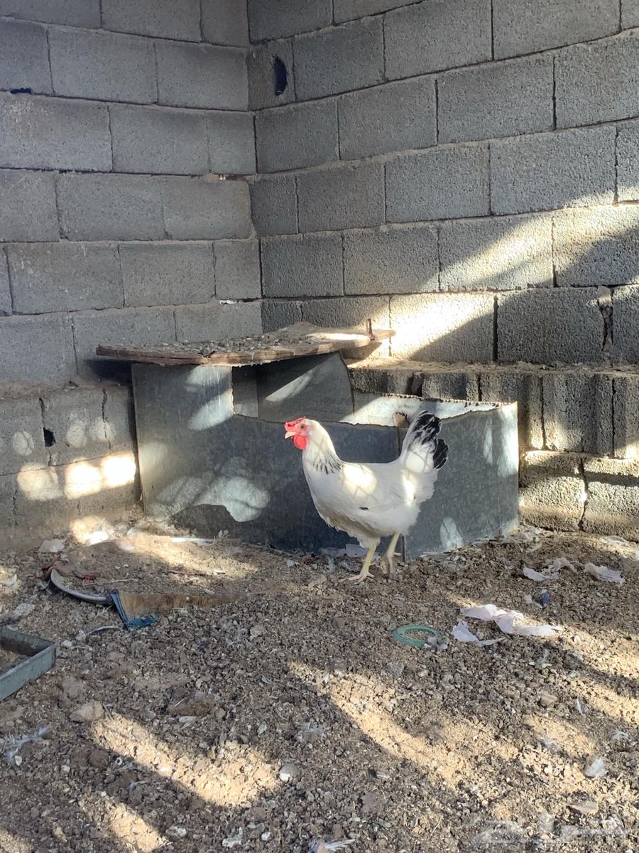 دجاج فرنسي كولمبي64598401146242113