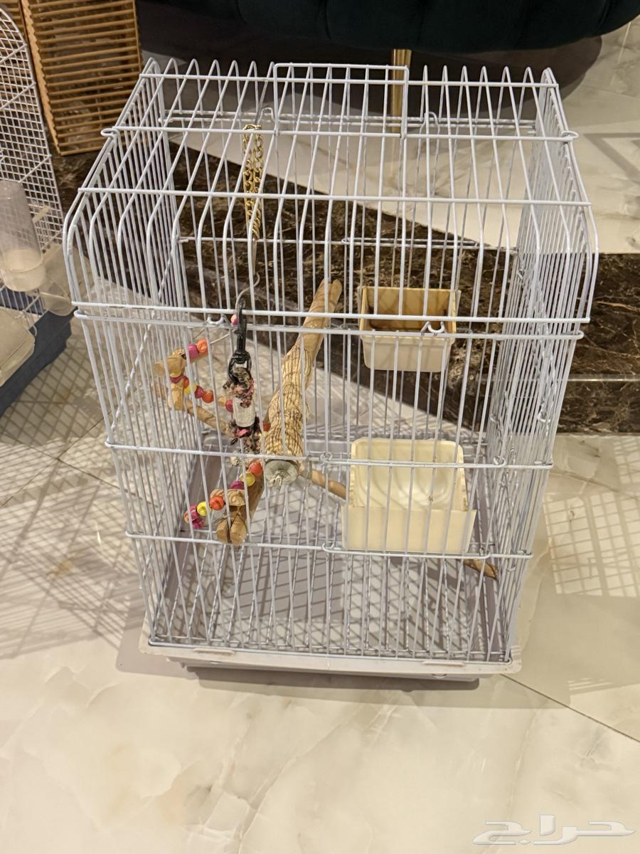اقفاص طيور - قفص طيور ببغاء64598413391617111