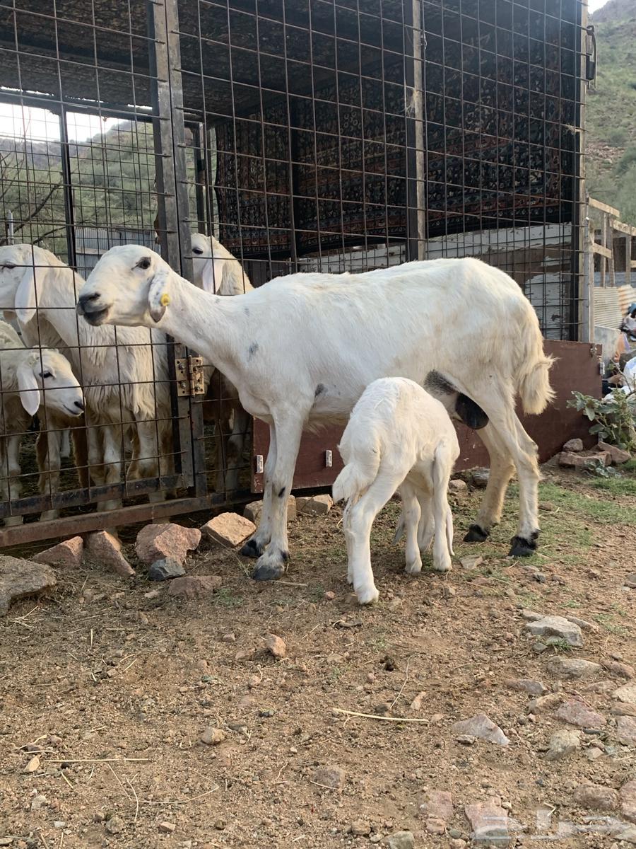 شاه خلفه للبيع64597887435395110