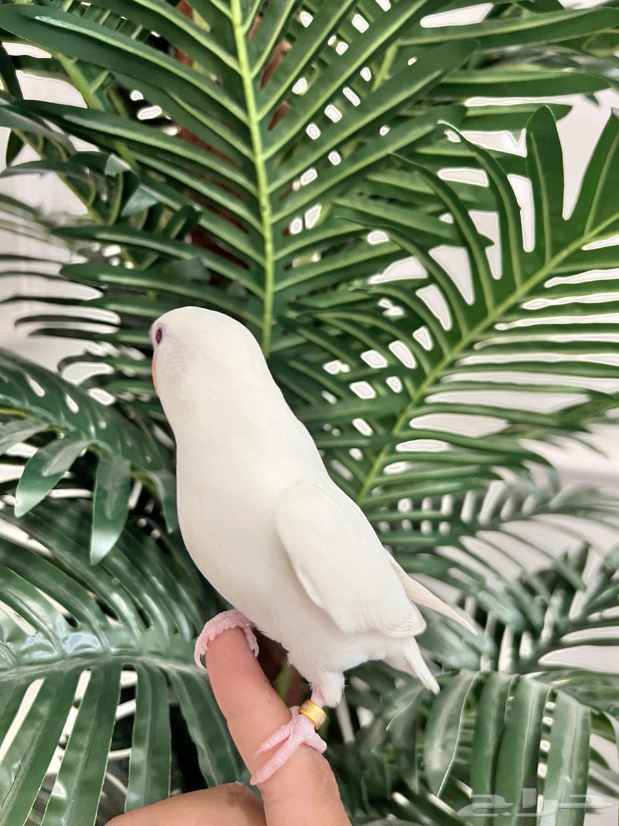 روز اللبينو الليف وهدد نهاية غر64598807164035110