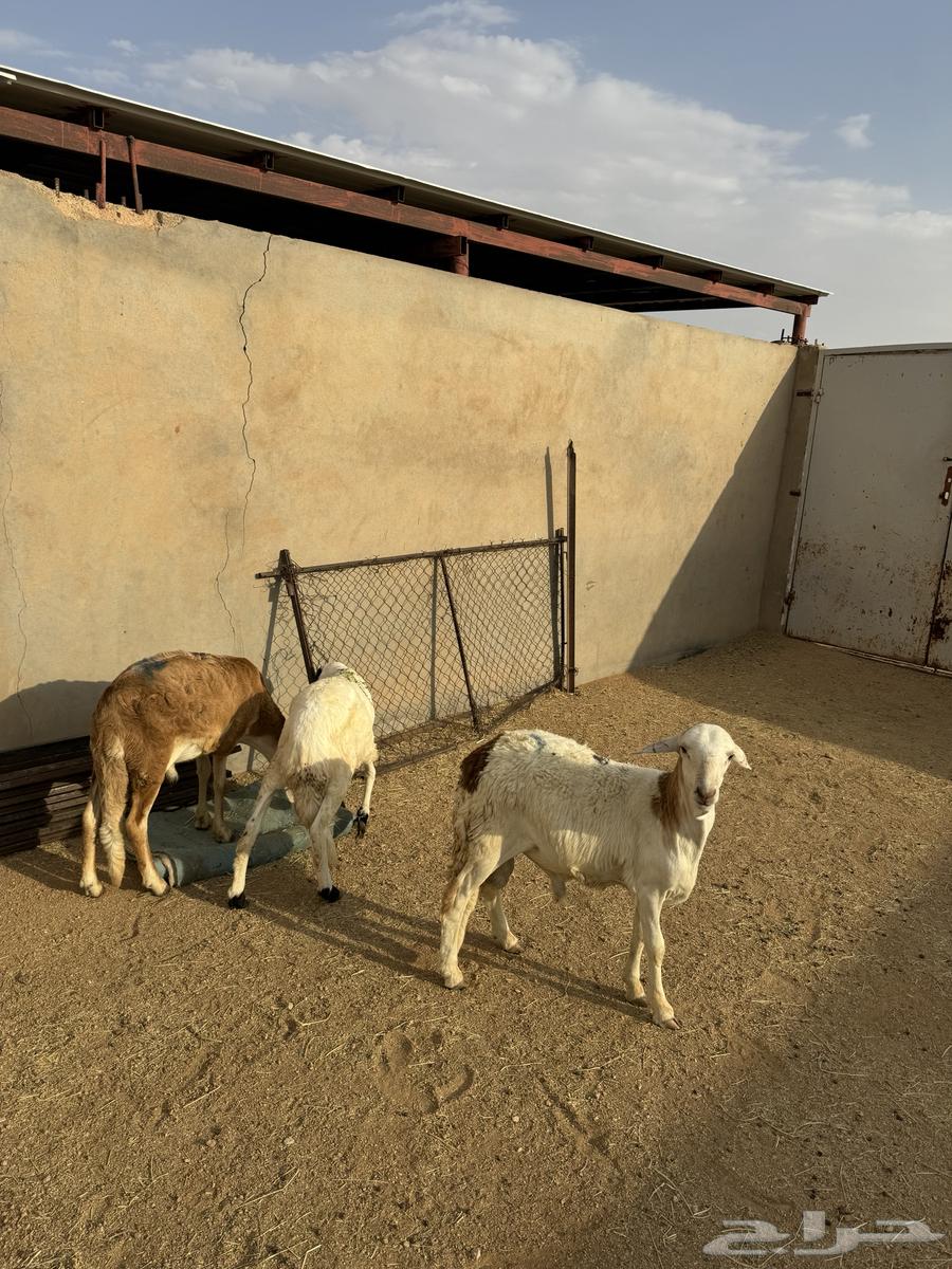 3- سواكن مرابي 3 شهور وعليها64546874389635110