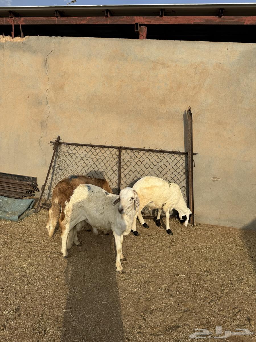 3- سواكن مرابي 3 شهور وعليها64546874389635112