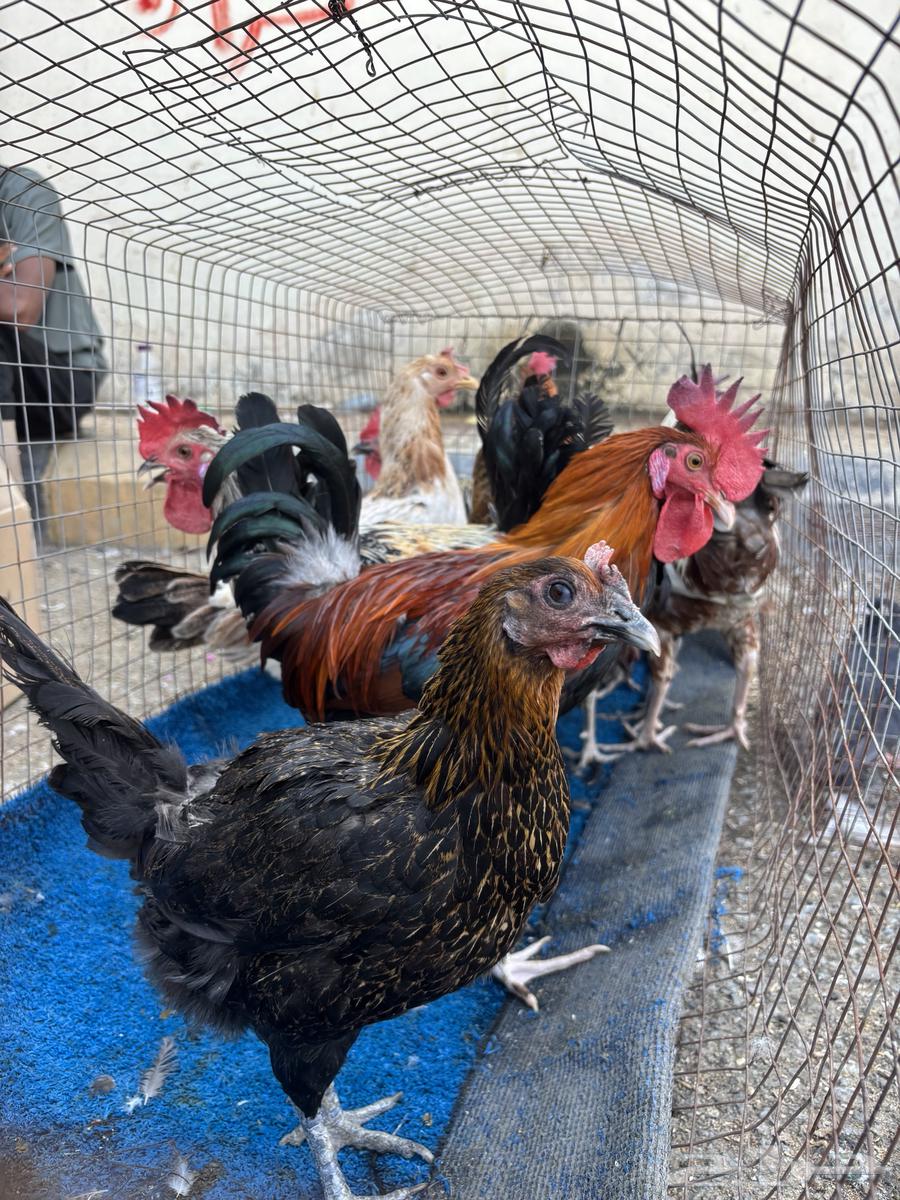 للبيع ديوك بلدي ودجاج64598203548673113