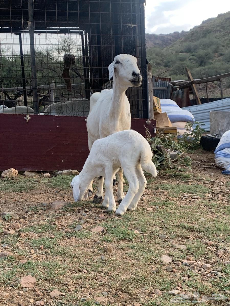 شاه خلفه للبيع64597887435395111