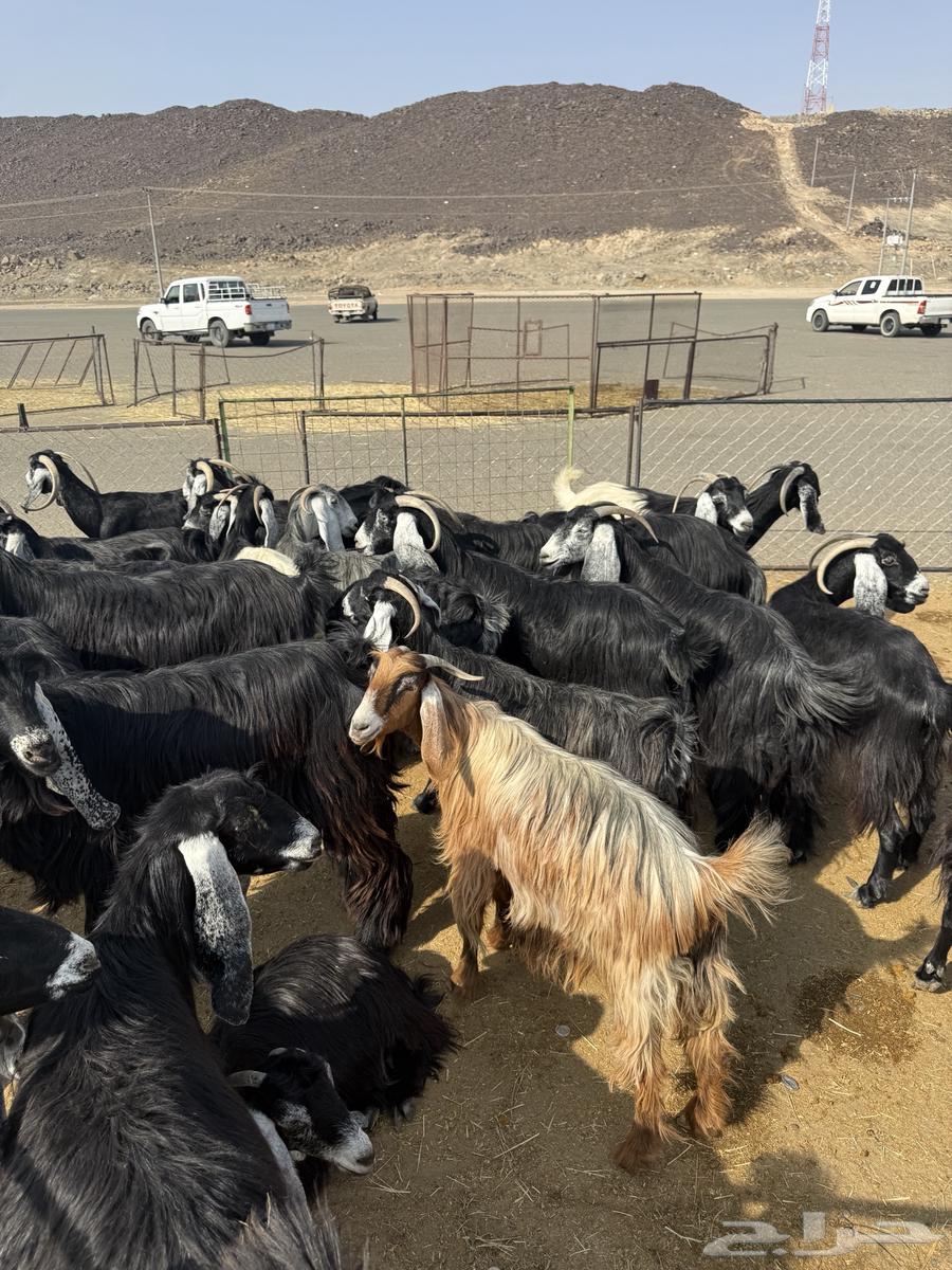 Goats, defects, and wild birds64598339510274112