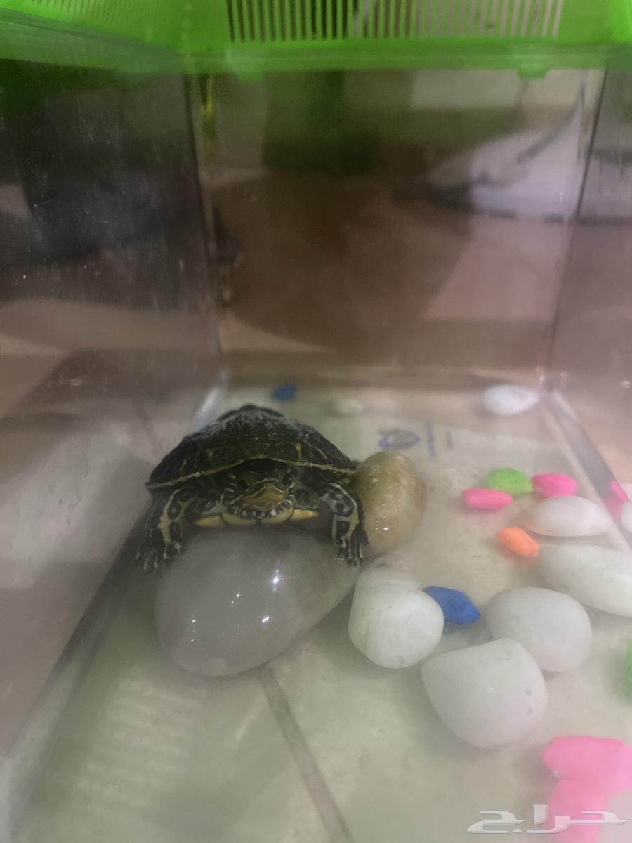 سلحفاه برمائيه مع الاكل64592793503491110
