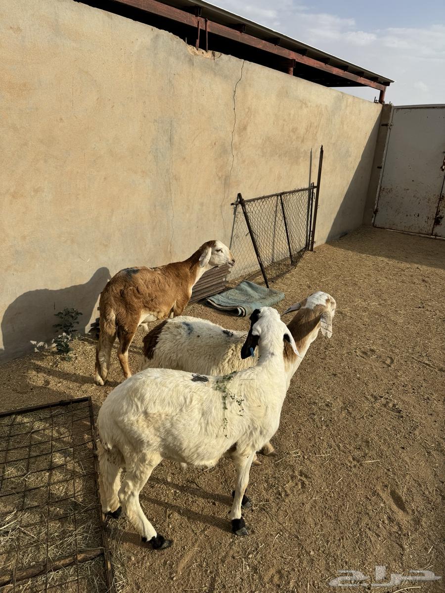 3- سواكن مرابي 3 شهور وعليها64546874389635113