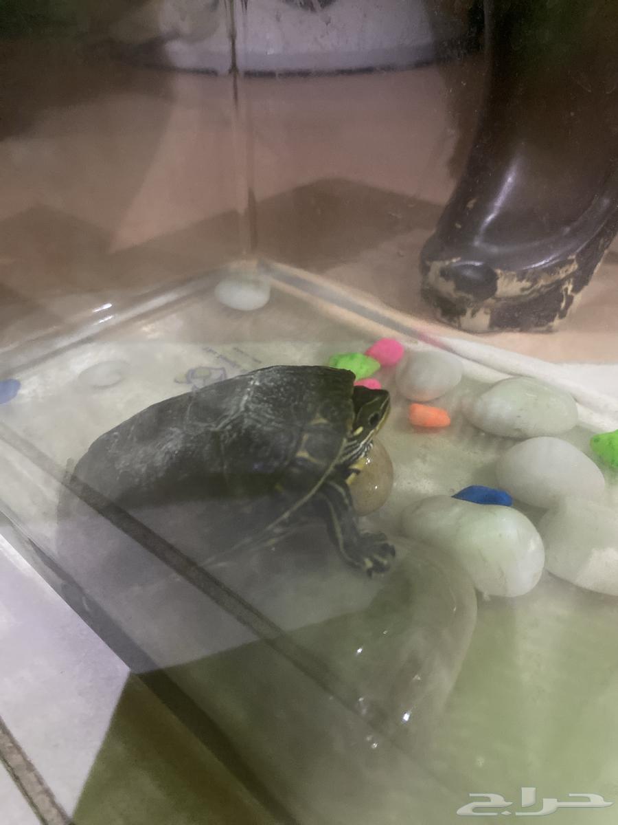 سلحفاه برمائيه مع الاكل64592793503491111