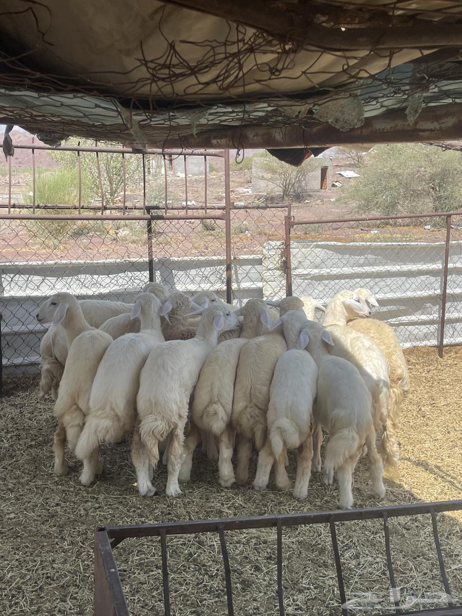 رخال ( تم البيع )64598819336322113