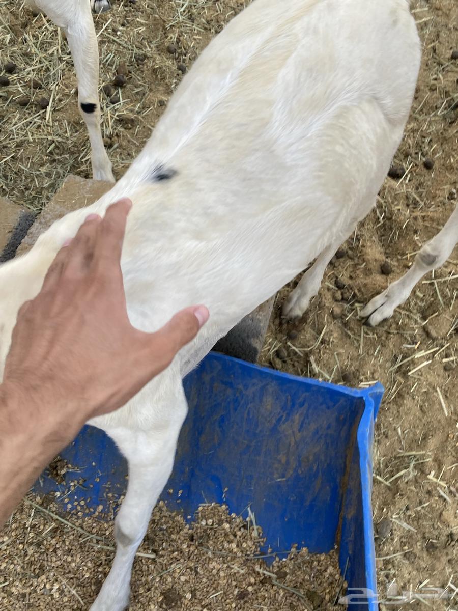 تيوس للبيع64598057701121111