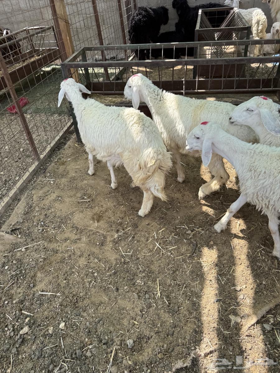 ذبايح - بهم - حري تم البيع64598597555714113