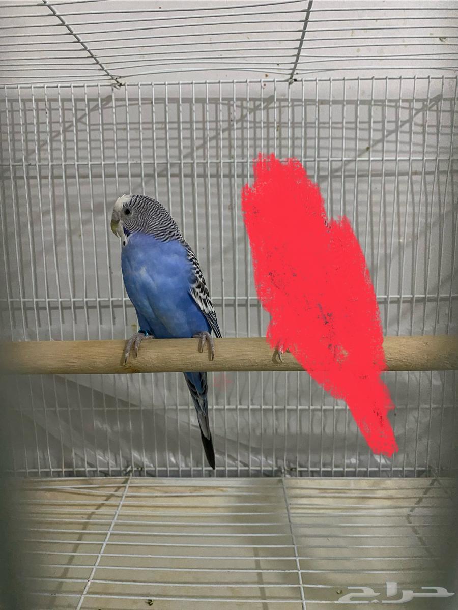 انثى طير حب جاهزا للأنتاج أنتجت سابقآ64598437800450110