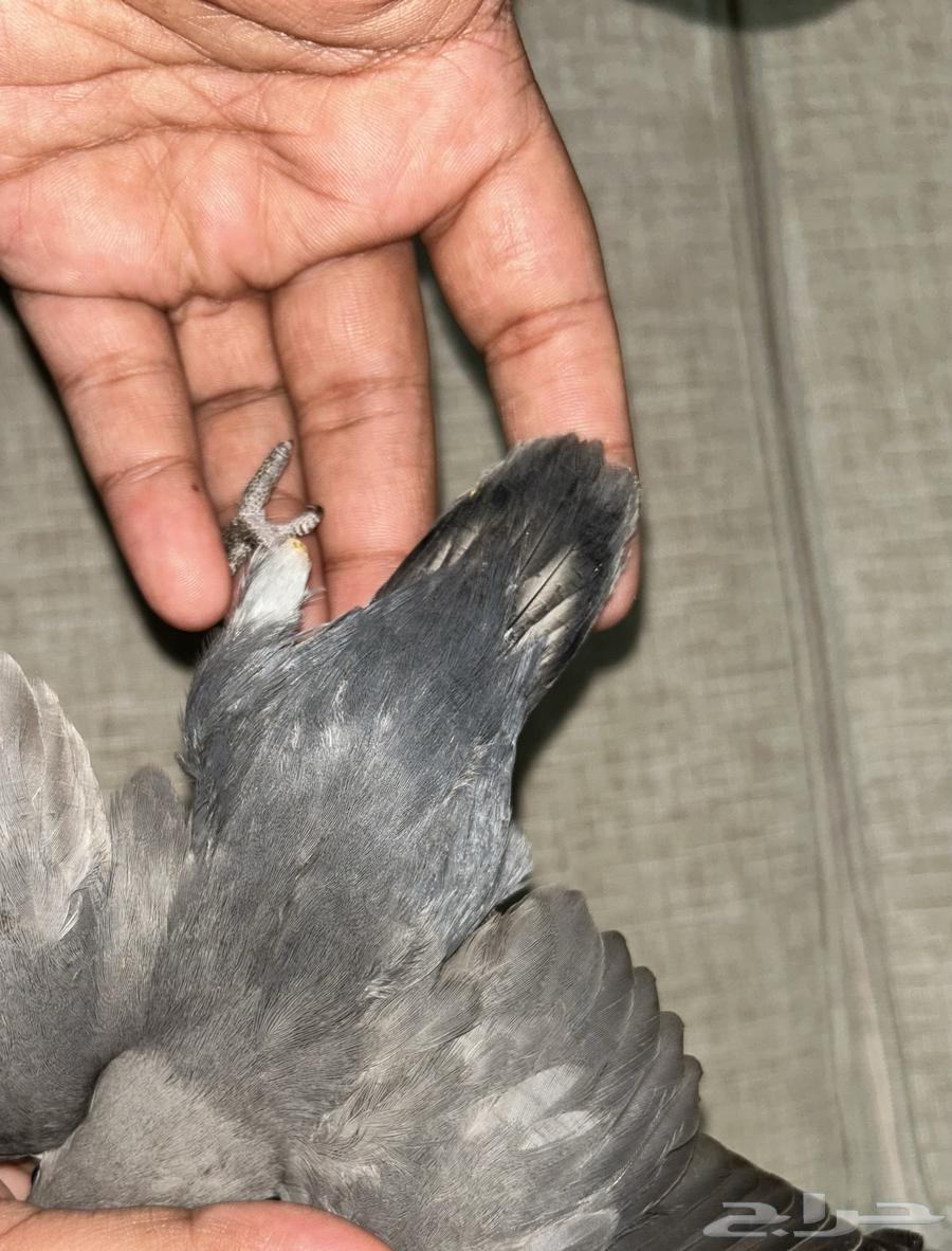 روز مفطوم هدد64412224367361113