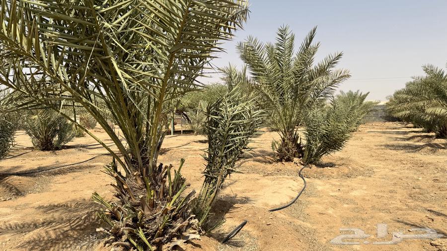 تصفيه نخل بالمزاحميه64598647191938112