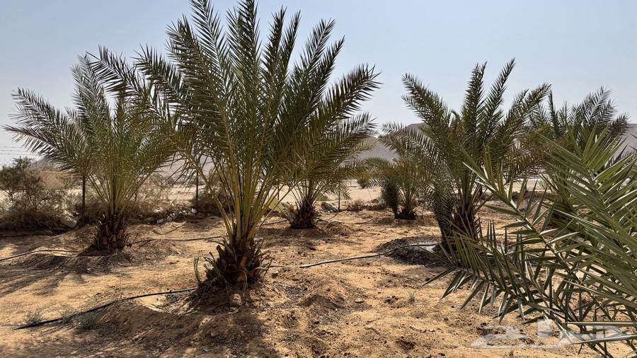 تصفيه نخل بالمزاحميه64598647191938110