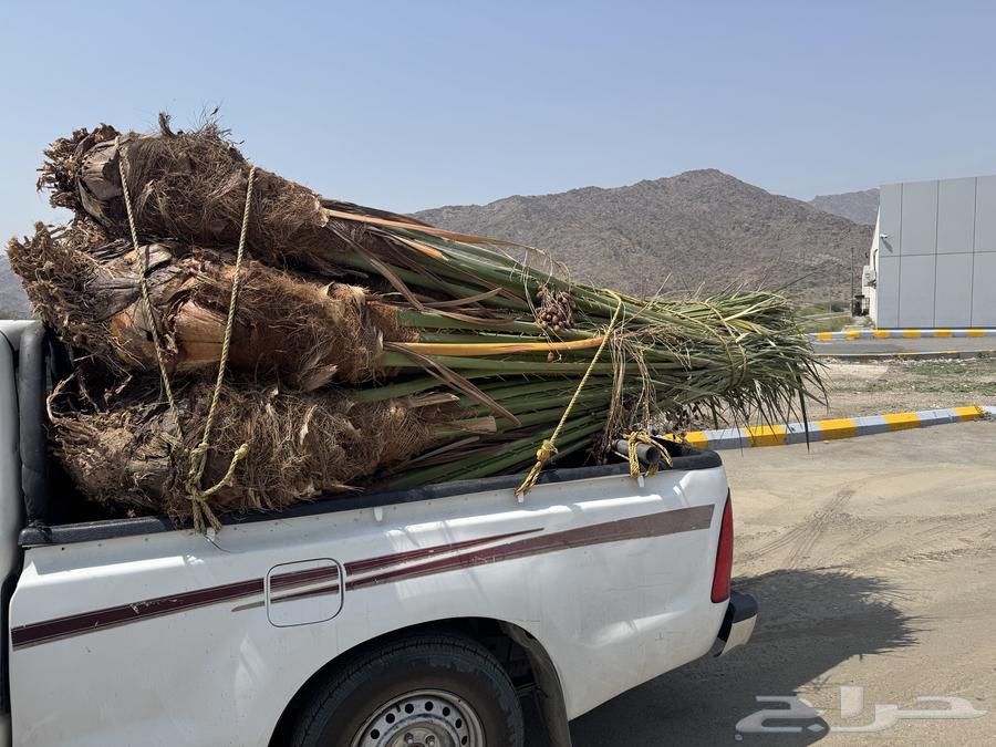 Fruit-bearing palm trees for sale available in Taif64598081827842111