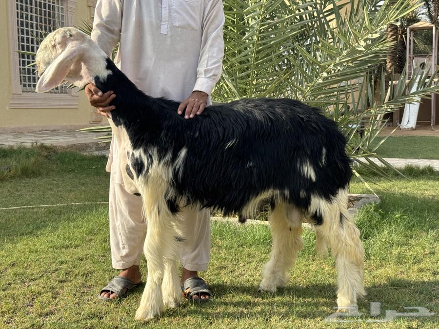 مشروع فحل نجدي ( تم البيع )64598327238786112