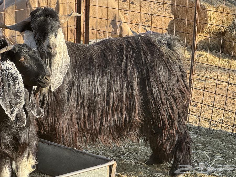 Had's Temporary Stud Male Goat64564420992643111