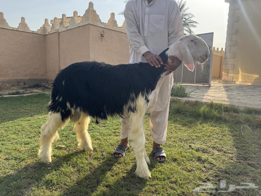 مشروع فحل نجدي ( تم البيع )64598327238786113