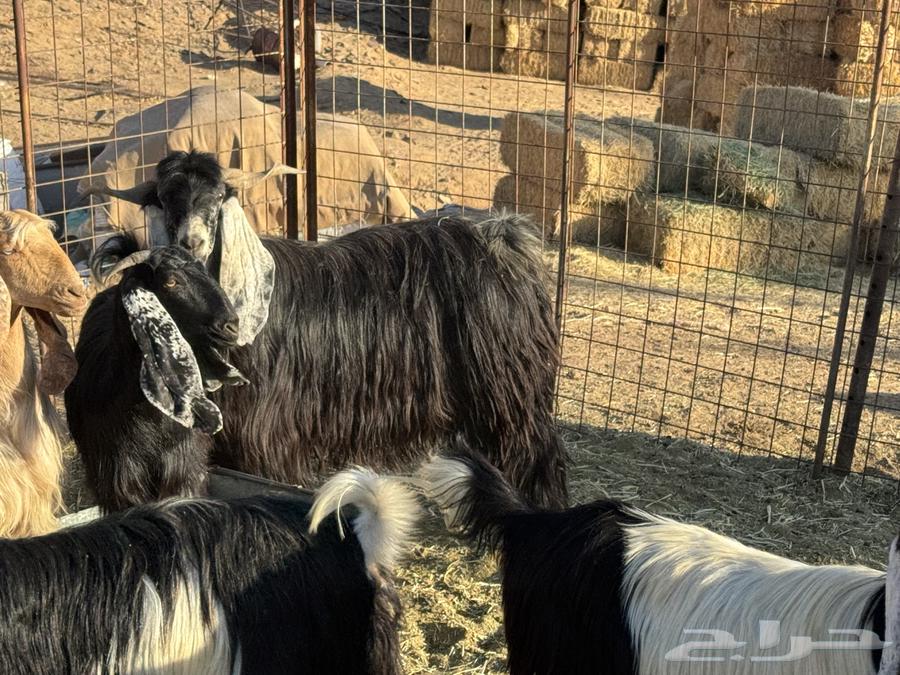 Had's Temporary Stud Male Goat64564420992643112