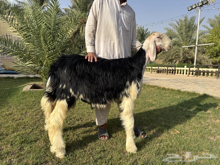 مشروع فحل نجدي ( تم البيع )64598327238786110