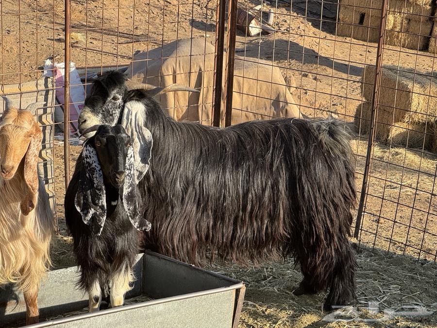 Had's Temporary Stud Male Goat64564420992643110