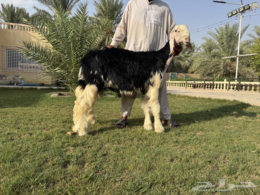 مشروع فحل نجدي ( تم البيع )64598327238786111