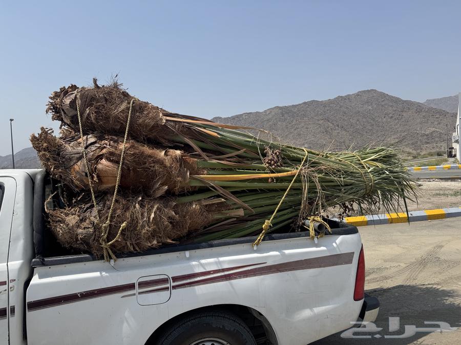 Fruit-bearing palm trees for sale available in Taif64598081827842110