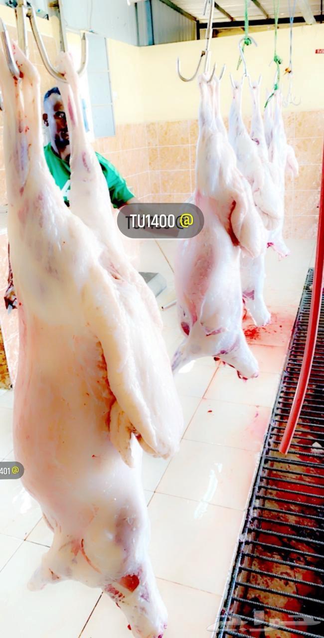 ذبايح خرفان من غنم شهران بالمزرعه بجيزان64597960520195111