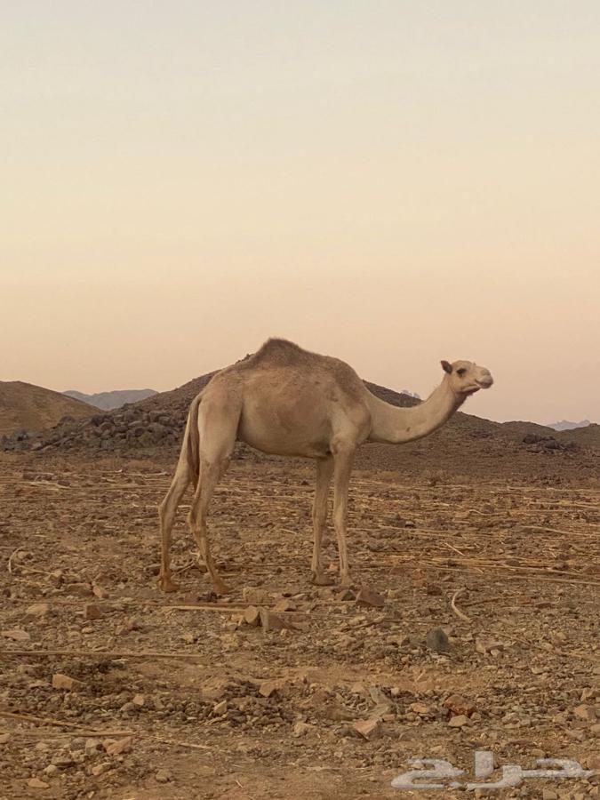 بكره للبيع ثنيه64500965435778111