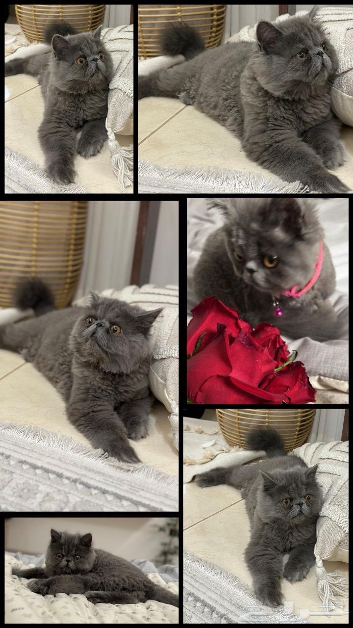 Kitten for sale, type Persian face64597984865409111