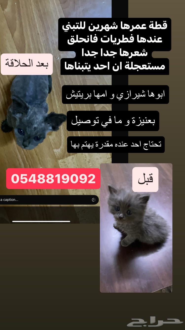 قطط صغيرة للتبني و تحتاج علاج64597923935489112