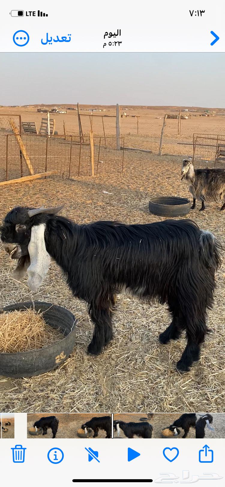 فحل تيس للبيع64592165813634114