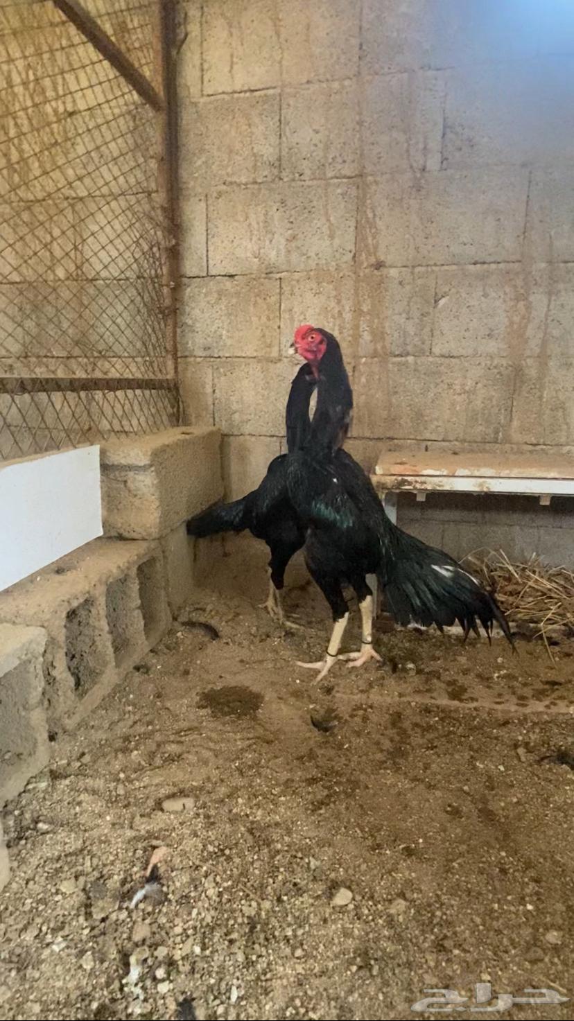 الماني هزاز زوج   تم البيع64591153812738111