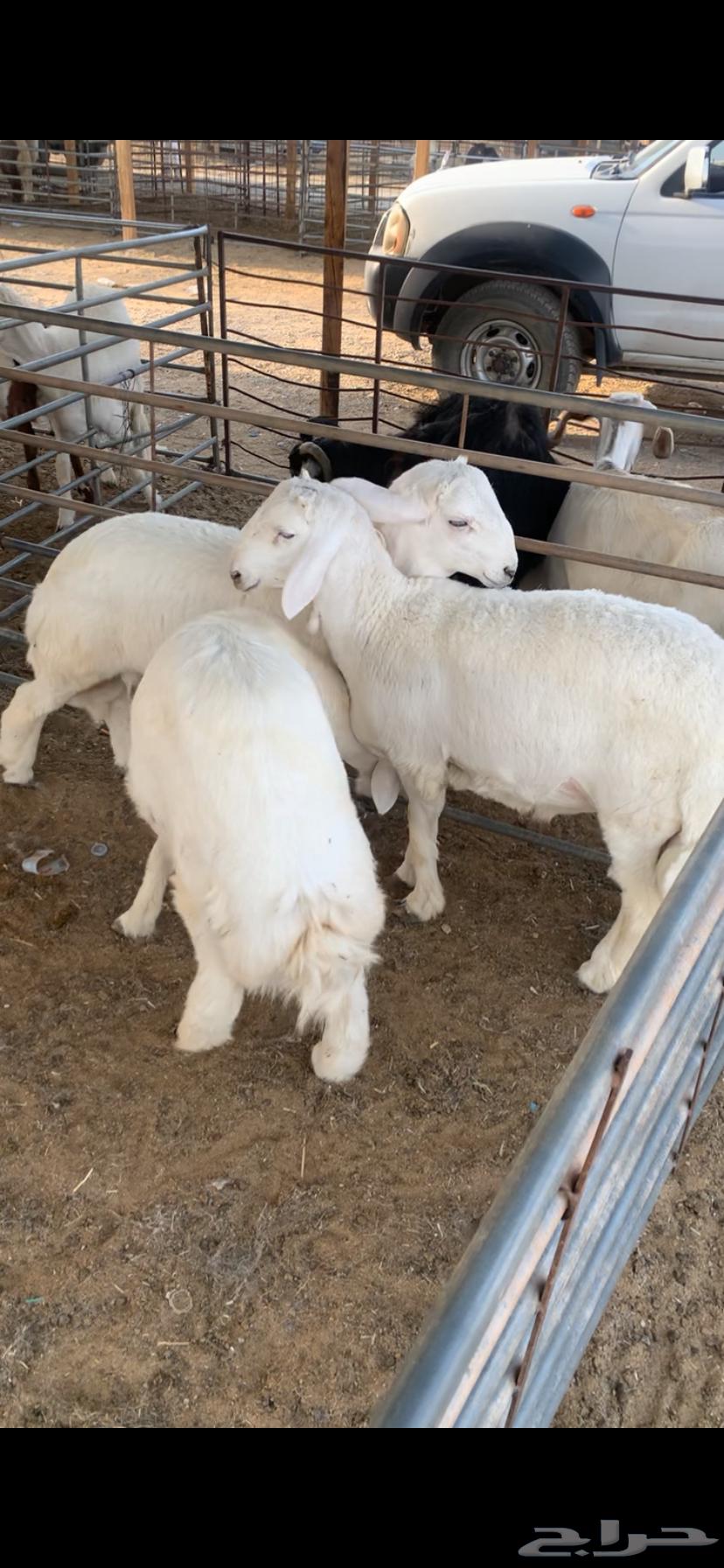 Halal Meat from Naaim Najd with Slaughtering and Delivery64597814135937110