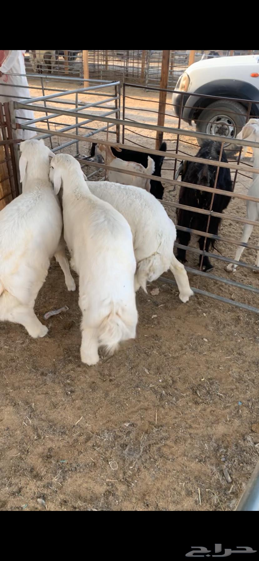 Halal Meat from Naaim Najd with Slaughtering and Delivery64597814135937111