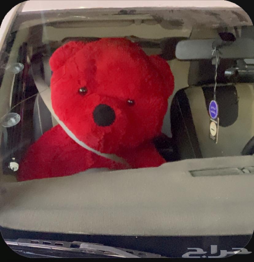 دب كبير64597187829507110