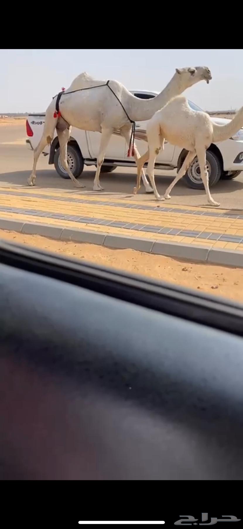 Ashra clarified Bakr Al-Yanaiyah, very good, her foal is Bakrah and Dhuha64596673935747111