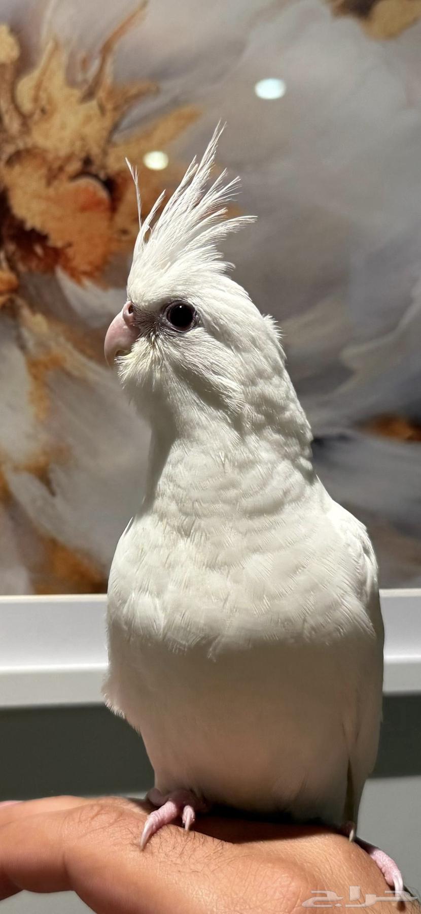 طير كروان البينو مفطوم64597029583105112