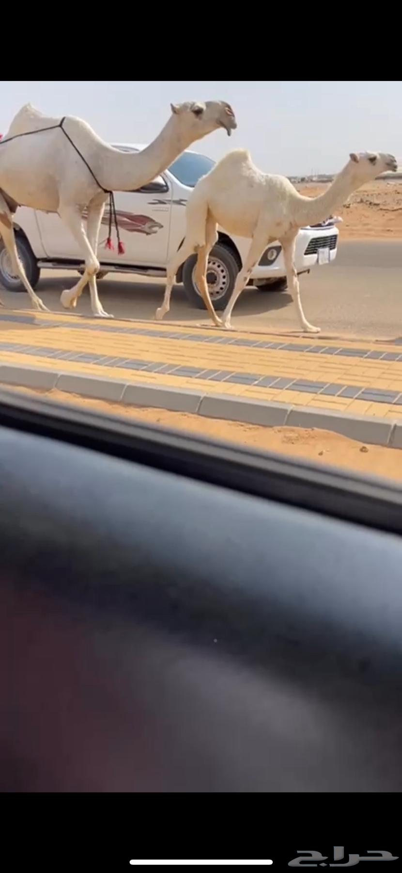 Ashra clarified Bakr Al-Yanaiyah, very good, her foal is Bakrah and Dhuha64596673935747110