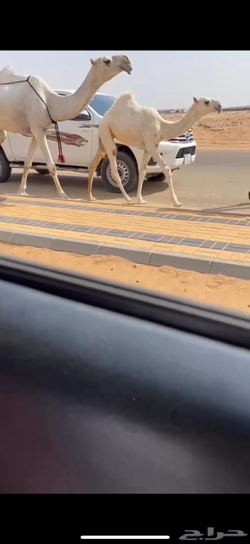 Ashra clarified Bakr Al-Yanaiyah, very good, her foal is Bakrah and Dhuha64596673935747112