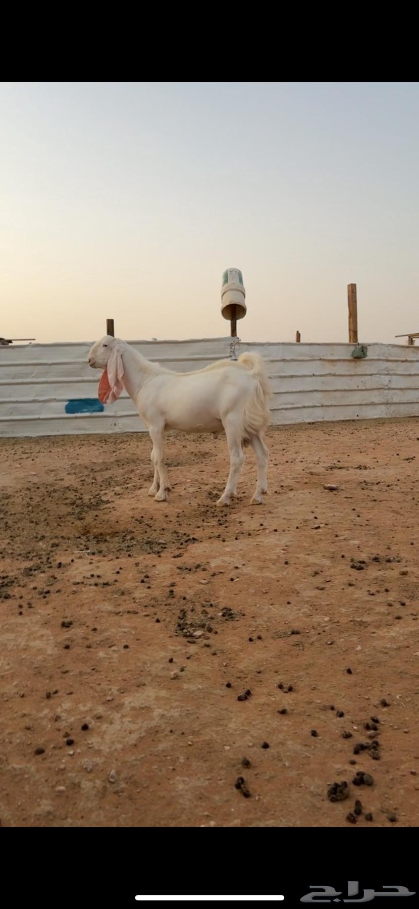 تيس ابرص ابيض64596365856001113