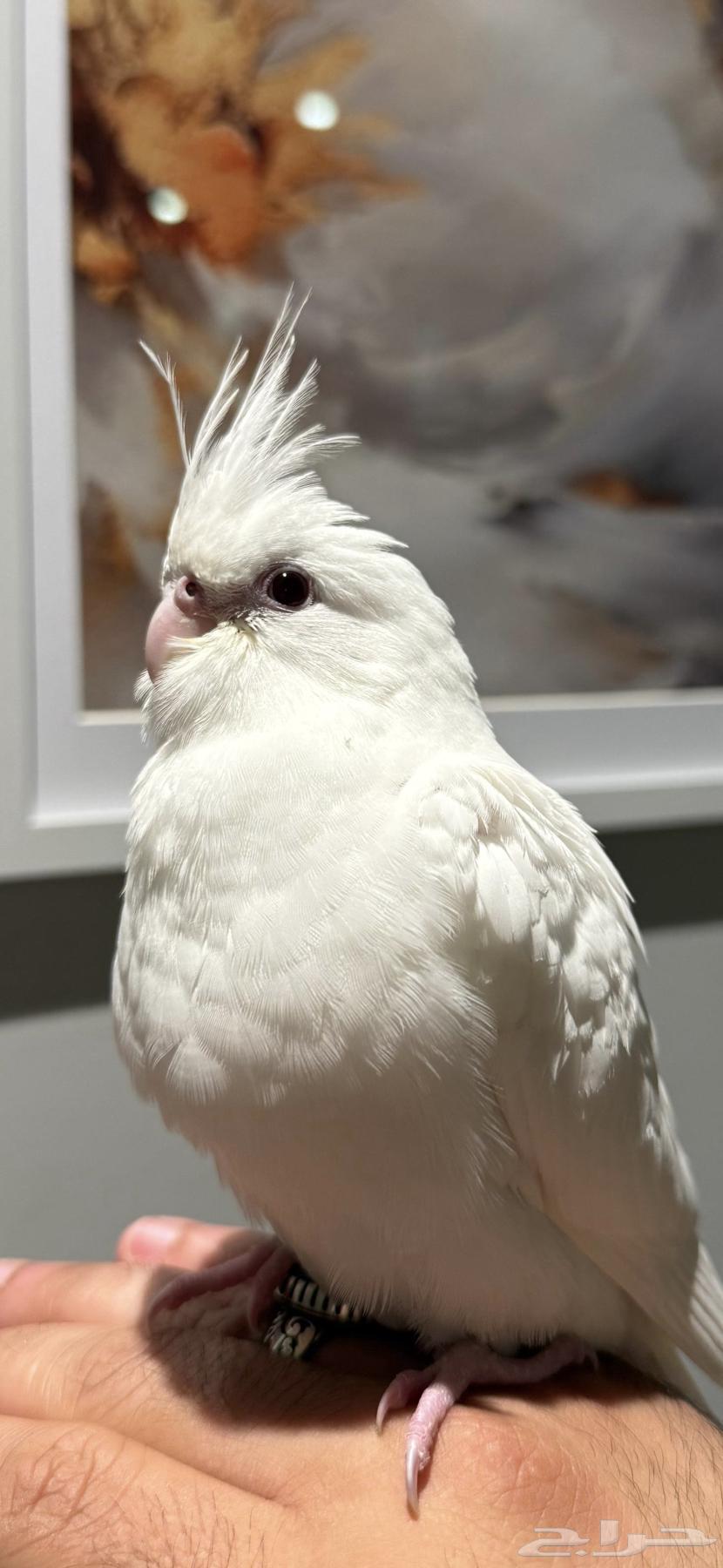 طير كروان البينو مفطوم64597029583105110