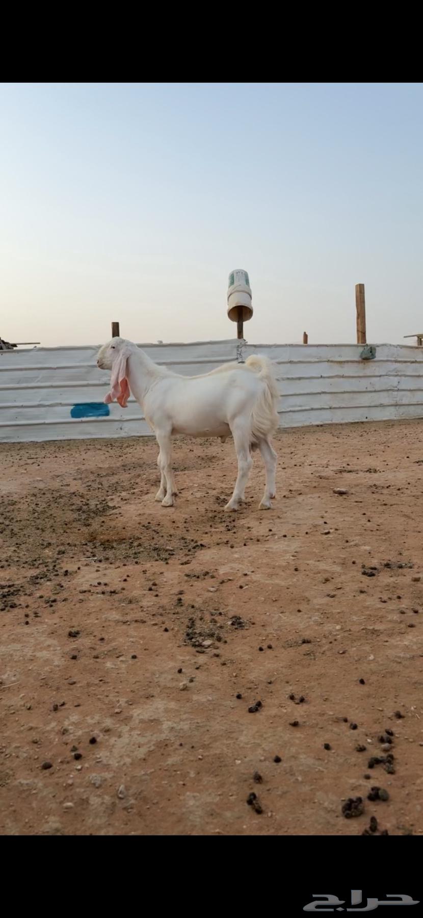 تيس ابرص ابيض64596365856001112